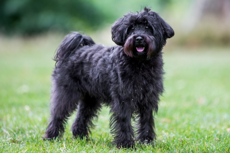 schnoodle information dog breeds