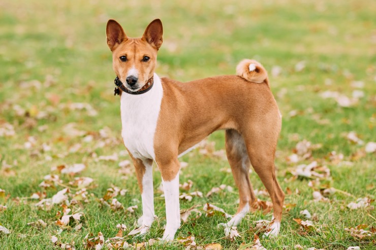Basenji Dog Breed Information