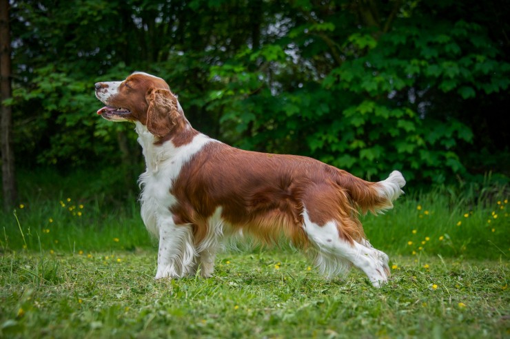 Welsh Springer Spaniel Information Dog Breeds At Dogthelove