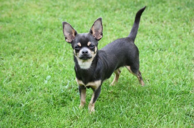 「smooth coat chihuahua」の画像検索結果