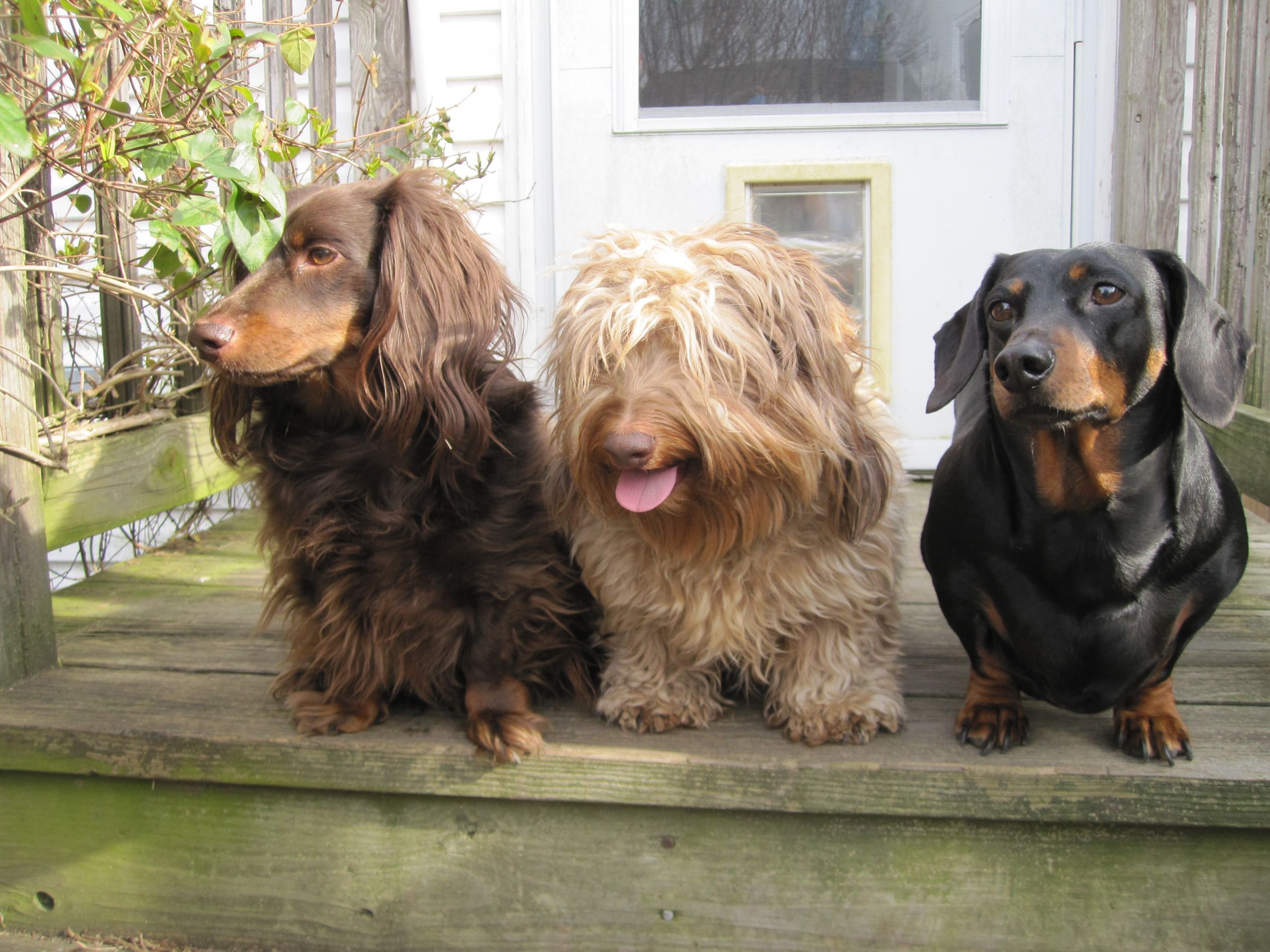 Dachshund Information Dog Breeds at dogthelove
