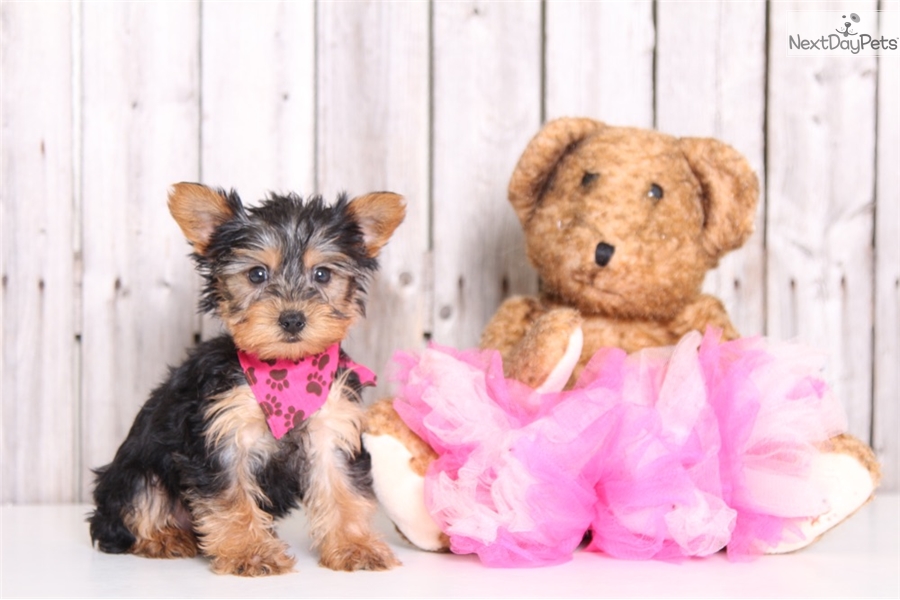 teacup yorkie information and facts terrier yorkie meet teacup yorkie a for sale teacup yorkie information and facts terrier yorkie meet teacup yorkie a for sale