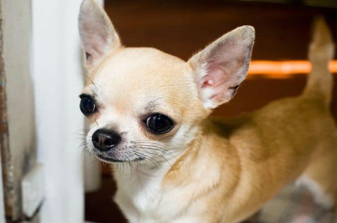 Apple Head Chihuahua Information - Dog Breeds at dogthelove
