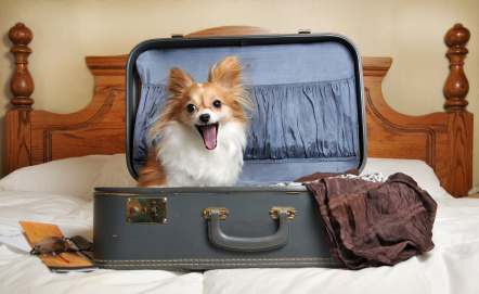 Tips for staying in a hotel with your dog