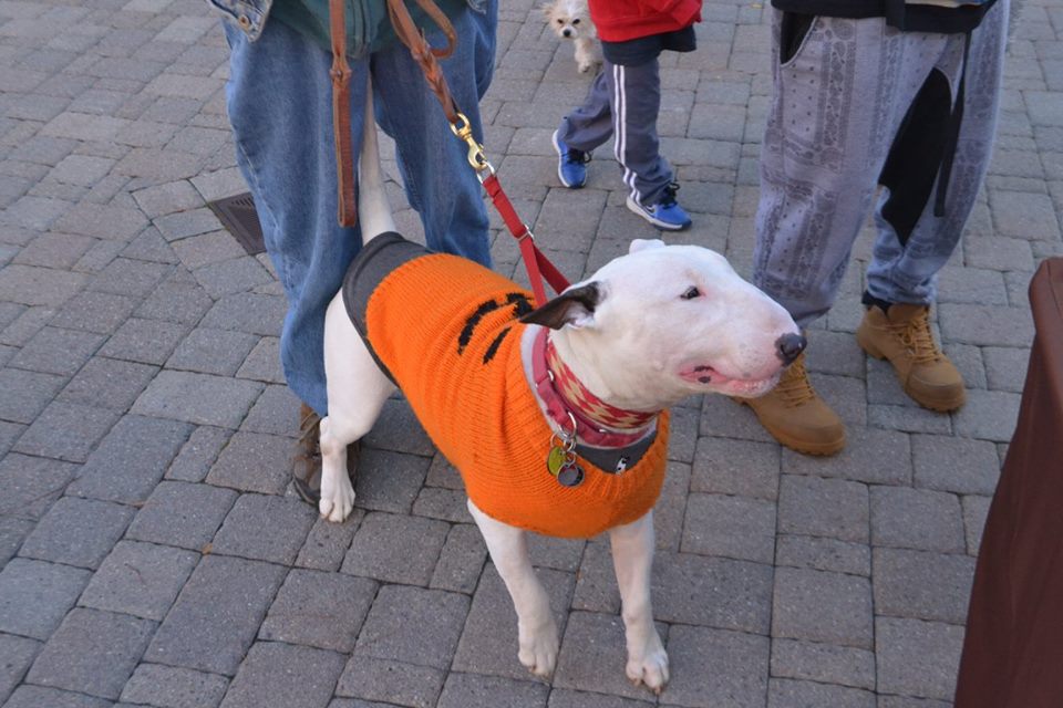 Mall at Partridge Creek Photos Dog The Love