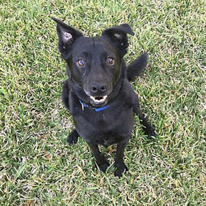Quinn /Labrador Retriever / Pomeranian Mix/Male/1 year