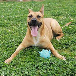 Adopt a dog:Scooby/German Shepherd Dog/Male/Adult,Scooby isa happy go lucky gent with a wonderful attitude ready to explore the world! He is actually quite smart, a very quick learner, and loves a good training session with lots of Scooby snacks! He would be a great agility dog and truly loves to play with his human! Scooby does have a requirement for his adopter: he needs an experienced owner who can continue with his basic commands and be firm with him when needed. Scooby never had that before he entered rescue and thrive with guidelines and boundaries for what behavior is expected from him. He also requires a home with no cats or small children and requires frequent walks, belly rubs, and ear rubs, too! His foster mom has also made sure that he has good door manners, knows to sit when you stop walking and at the door, knows to have y feet wiped off when you get back from walks, not to jump on furniture. Scooby isa dapper, distinguished, and eager to please big boy who's alwaysready to play. Don't miss out!