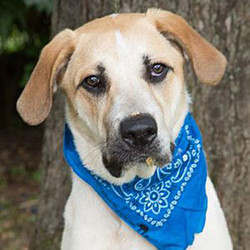 Adopt a dog:Cooder/Labrador Retriever / Great Pyrenees Mix/Male/2 years,Cooder is a good looking and lovable, that's our Cooder. Found as a stray, he's curious, silly, playful and a big, strong goofy dog. A smart boy, too, he's eager to learn and picks up commands quickly. Cooder loves the play of just about any kind—balls to fetch, squeaky toys to toss in the air (and then rip apart!), tug toys, and jumping into the water hose spray. We think he'd love a good swimming hole.He also loves playing with other dogs--as long as the other dog loves to play, too. If you’ll be his playmate, he’ll be yours for life. Cooder needs a large fenced-in back yard or even some farmland--plus another playful dog buddy would help to burn his energy. He's not a good candidate as a "city dog on a leash," however, because he is reactive and worried about all the people, dogs, and things he sees while out walking. That makes him challenging to manage on leash due to his size and strength. (We do not recommend Cooder for a home with young children. He can sometimes be easily spooked by new people or new things, or unexpected sounds or movement.)