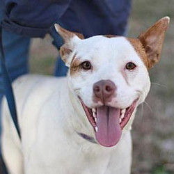 Adopt a dog:Dory/Australian Cattle Dog / American Bulldog Mix/Female/Adult,Dory is ahappy, smiling faced little girl.She comes up to your knees and is just the right size - not toobig, not too littleand ready to have some fun playing with you. She was taken in and spayed and grew up a little, but we found she was just pushyand too much energy for theolder siblingsat the foster home. Sometimes the young whippersnapper dogs can do that and it creates a bit of a problem in the pack of dogs at the house.She does well with inside cats and with horses but wants to be top dogwith the dogs. Maybe she just needs to bean only dog.She responds well to training, although sometimes she'd like to be the one training you. She loves to be lovedon and told how pretty and sweet she is. She is ready to find that perfect family or person to share her life with. Could that be you!?