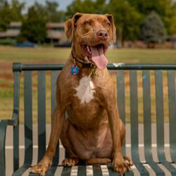 Adopt a dog:Birch/Labrador Retriever Mix/Female/Young,Regal best describes her pose, but there's a gleam in her eyes and the start of a smile on her face. The 40-pound beauty found as a stray in Texas is learning the meaning of safety as she adjusts to her new life. Brimful of enthusiasm and energy, she's happiest when active, and takes special delight in playing with rope toys. She also LOVES being with HER people, whether it's sharing snuggles, having her belly rubbed, being bathed or riding in the car. Very treat motivated, she knows her "sit", "come", "stay" and "leave it" commands and walks beautifully on a leash. Although new to the company of other dogs, the proper introductions quickly put her at ease! Fully kennel and house trained, what bouncy Ellie needs now is to be the only pet in a patient and attentive, adult only home committed to completing her doggy education and to keep her mentally stimulated and physically satisfied.