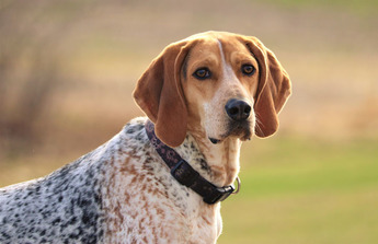 American English Coonhound