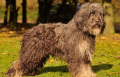 Portuguese Sheepdog Dog Breed Characteristic, Daily and Care Facts