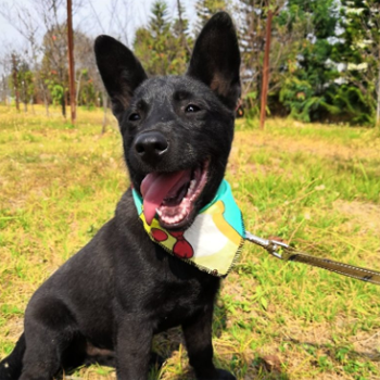 Caleb/Shepherd / FMD Mix/Male/Young
