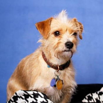 Cairn Terrier / Chihuahua Mix/Male/3 years