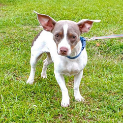 Adopt a dog:Katy/Rat Terrier Mix/Female/Young,Katy is a Rat Terrier mix, approximately 16lbs(May), approximately 11m(June), spayed, microchipped, house/crate trained & current vaccinations. Katy is good with other small dogs. She is friendly, affectionate & playful. Katy would do best in a home without small/hyper kids as she is very fearful of them. Please consider opening your heart & home to Katy.