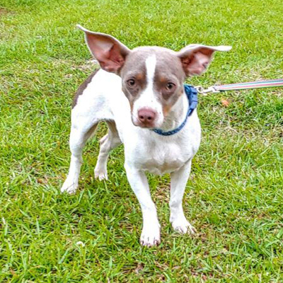 Female Rat Terrier Mix is available for adoption