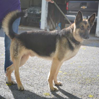 Captain/German Shepherd Dog/Male/Adult Adopt a dog:Captain/German Shepherd Dog/Male/Adult,Captain is a great dog who has special needs - his leg is unable to bend because of a bad break and a bad repair job. He gets around just fine though and uses the leg. Captain is ok with other friendly non-dominant dogs with proper introduction, though he can be pushy and should not be paired with another pushy or dominant dog. He goes out with other dogs male and female and does great. Captain is friendly and good-natured and will be a wonderful medium-energy and lower activity dog for a person willing to adopt a special needs dog.