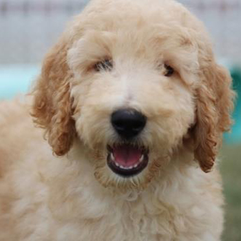 Trent/Poodle/Male/13 Weeks
