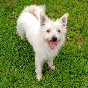 Mia/West Highland White Terrier / Westie / Terrier Mix/Female/Adult