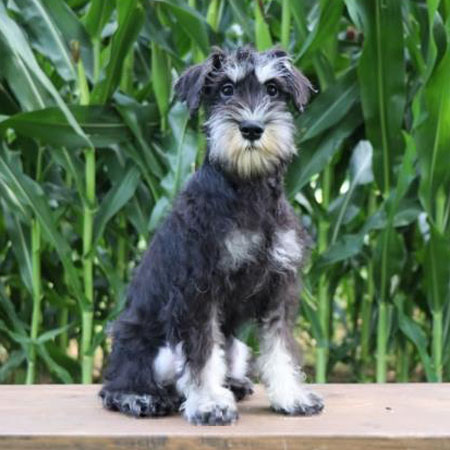 Garrison/Miniature Schnauzer/Male/18 Weeks