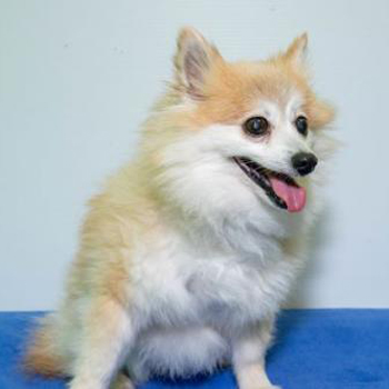 Pomeranian/Female/Senior
