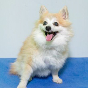 Kit/Pomeranian/Female/Senior