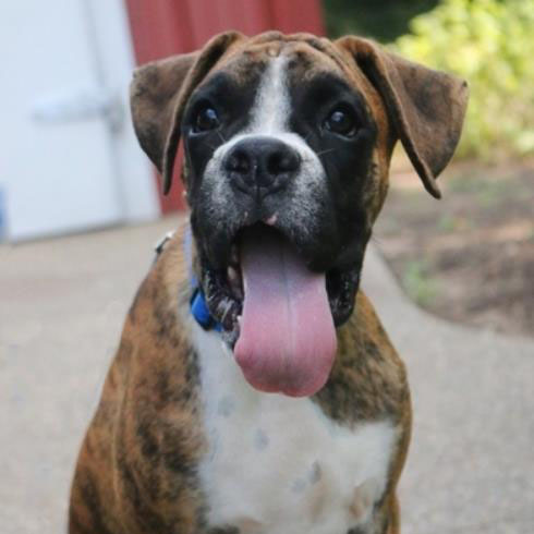 Forbes/Boxer/Male/23 Weeks
