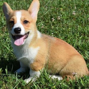 Clifford/Pembroke Welsh Corgi/Male/12 Weeks