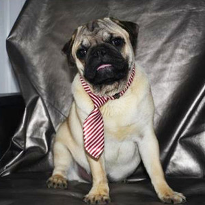 Buster/Pug/Male/24 Weeks