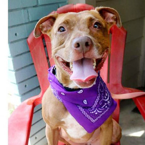 Sarah/Mixed Breed Mix/Female/Adult