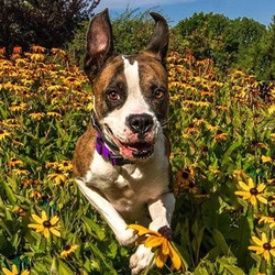 Adopt a dog:Sookie/Boxer /Female/6 years,Say hello to Sookie! She is in search of a forever home! Sookie is 6 years old and SO well behaved! she is smart as a whip and everyone that meets her says, “Wow! That girl is SMART!”. She knows all of her commands, she sits patiently before meal time, is a good listener, and is very intuitive to her people. She's also potty trained and not destructive when left with free roam of the house.