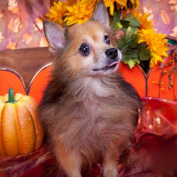 Adopt a dog:Poppy Lancaster/Pomeranian/Male/Senior,This is your little Poppy Lancaster. If you want someone to adore you and be by your side 24/7 he is your man. Poppy likes to go for walks and the occasional car rides. He is a calm little man who now also has some gleaming pearly whites after a recent trip for his dental. This little guy is a pleasure to have around! He makes the perfect date for an evening movie!...No popcorn required. We want to make sure our little furry ones are placed in their "forever home" and never have to go through a rehoming again!