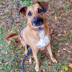 Adopt a dog:PJ/Mixed Breed/Male/Adult,PJ is a happy-go-lucky kind of dog, who greets everyone with a full-body wag! He loves long walks and time spent in the company of some of his favorite people. He is very food-motivated and is eager to please. Because he loves his food so much and isn't great at sharing, and because he prefers to have your undivided attention, he would do best as an only pet.