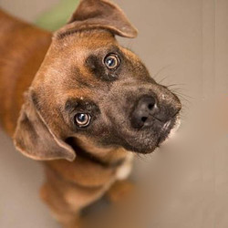 Adopt a dog:Frank/Hound Mix/Male/Adult,Frank is a handsome, shy type. One of his favorite pastimes is bubbles. He is very food motivated, so he can be taught a solid number of commands if you bring the treats. Keeping his paws on the floor is one thing he is working on now. he'll do well in a home with time to spend helping him come out of his shell.Come visit and spend some time with Frank, he will make a wonderful companion!