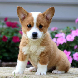 Velvet/Pembroke Welsh Corgi/Female/16 Weeks,This is Velvet, a cute Welsh Corgi puppy who loves to explore. She is being family raised and has the sweetest disposition. She is vet checked, up to date on vaccinations and dewormer plus comes with a 6 month health guarantee provided by the breeder. To welcome this adorable gal into your family, call the breeder today!