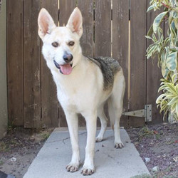 Adopt a dog:Mavis/Husky / Shepherd Mix/Female/Young,Mavis is the perfect size for a terrific dog. She weighs 46 pounds at 1.3 years old. She was rescued from the Kern County animal shelter. An extremely high impound/high kill shelter. She was very lucky to make it out. Mavis is just a sweet heart. Still very puppy-like. Gets along great with all people and all dogs. She will be a great addition to an active household/ and as a second or third dog. What a gal!