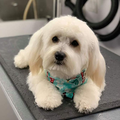 Maltese Mix/Male/Puppy