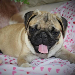 Rosie/Pug/Female/23 Weeks Rosie/Pug/Female/23 Weeks,From the moment Rosie jumps into your arms, she will be sure to snuggle right into your heart and never leave. This little girl is truly one of a kind and she hopes to find a family that is just as special as she is. Whether playing all day or cuddling with the family, Rosie promises to be your most loyal and loving companion. Don't miss out on making this wonderful girl part of your family!