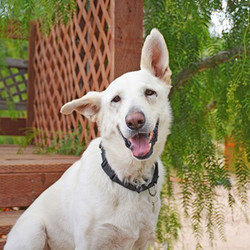 Adopt a dog:Duke/German Shepherd Dog/Male/Adult,Duke is a very affectionate 4-year-old white German Shepherd. He is fully trained and very obedient: he knows all his basic commands and walks well on a leash. He is a very smart dog, so he needs someone who can set boundaries from day one - like crate-training and making some rules for him to obey, so he doesn't become too protective. He was owned by a family with kids, dogs, and a cat, and did well with all of them, but due to landlord issues, he was taken to a shelter.