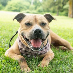 Adopt a dog:Arya/Terrier Mix/Female/Adult,Arya is around 3 years old and is known for her beautiful smile. This girl is always smiling! She is eager to please, likes to run and play. She did great for her bath and even smiled through the whole thing. This bundle of love is sure to make you happy every day!Come meet and adopt this fun boy and your 2019 is bound to overflow with happiness-plus!