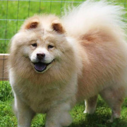 Adopt a dog:CeCe/Chow Chow/Female/9 years,CeCe is patiently waiting for her furever home, could that be you?As you can see, CeCe has the most beautiful cream coat, she is 9 years old and very loving once she gets to know you. She needs a home where she is the only dog because she doesn't play well with others. CeCe would also like all your attention so no small children, please. However, CeCe does like kitties, so she'd be more than happy to share that furever home with a feline friend.