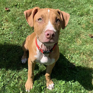Frida/Pit Bull Terrier/Female/Puppy Adopt a dog:Frida/Pit Bull Terrier/Female/Puppy,Frida is a sassy girl that loves everyone. She is shy at first but she is a complete love. She loves to cuddle and play. She came into rescue with her sister Elena and they have been fostered with all types of animals and kids. She is a great puppy that loves to make you happy.Come meet and adopt this fun girl and your 2019 is bound to overflow with happiness-plus!