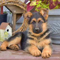 Essex/German Shepherd/Male/13 Weeks,This attractive and sharp looking German Shepherd puppy is Essex. He can be registered with the AKC, is up to date on shots and wormer plus the breeder provides a 1-year genetic health guarantee. Essex’s mother is HIP Certified “Good” and both parents are on the breeder's premises. To meet Essex, call the breeder today!