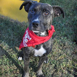 Adopt a dog:Kyle/Terrier Mix/Male/Young,Happy, handsome, and adorable - meet Kyle, a 1-year-old, Terrier mix with a beautiful brindle coat. Weighing around 26 pounds, this guy is a perfect size for outings of all kinds and he would be thrilled to go on adventures with his future family. Kyle is an affectionate little fella who loves to curl up near his people when he's tuckered out. He is great with other dogs and adores everyone he meets. While he likes all people, due to his puppy energy and tendencies, he is not approved for homes with kids under the age of 10 years old. He is a bit too interested in cats, so a feline-free home is a must. He is extremely smart and will require an adopter with some experience and who will provide Kyle with structure and exercise. Because Kyle loves human companionship, he is not suited for an adopter who is gone an entire workday. He is both house and crate trained, neutered, up-to-date on vaccines and preventatives and eager to find a forever home!