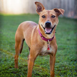 Adopt a dog:Prim/ Shepherd / Carolina Dog Mix/Female/Adult,Meet Primrose aka “Prim”! This strikingly beautiful, energetic, 18-month-old pup loves to romp and play. She bounces and bounds through the house on her way outside to the yard where she runs laps like a greyhound and plays with her fellow foster dog friends.Prim enjoys being around people and when allowed fancies a snuggle on the sofa with her human friends. She is responsive to treat training and learns quickly.Prim was found as a stray on the streets of West Nashville, covered in mange and super shy. She has been with her foster mom for a year and really flourished. She is still working on leash walking and will need a family willing to put some work into teaching her to love it and introducing her to new situations. Although shy at first, Prim warms up quickly to meeting new people. She loves snuggling on the sofa and binge-watching Netflix. She likes to show off her talents for bouncing kong toys around the room and sliding chew bones across the floor with her nose like a star hockey player.