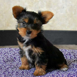 Sammi/Yorkshire Terrier/Female/13 Weeks,Meet Sammi, an adorable Yorkshire Terrier puppy who has been socialized. This sweet girl can be registered with the ACA and comes with a 30-day health guarantee provided by the breeder. Sammi has a very friendly demeanor and would make a great addition to your family. If you are interested in welcoming this puppy into your home, contact the breeder today!
