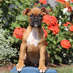Widget/Boxer/Female/14 Weeks,Everyone meet Widget! This charming Boxer puppy is seeking her forever home! Widget is up to date on shots & dewormer, has been vet checked and loves all the attention she can get. The widget can also be registered with the AKC and comes with a 30-day health guarantee which is provided by the breeder. To learn how you can welcome this energetic pup into your loving home please contact the breeder today!