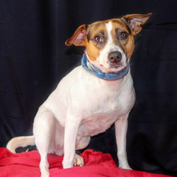 Adopt a dog:Nettie/Jack Russell Terrier Mix/Female/Adult,Nettie is a 3 years, 30 pound Jack Russell Terrier mix. who came to us very very pregnant, shy and scared. She has a little hitch in her giddyup from a fused back leg. We are not sure what happened to her, but she's not telling. Poor little thing is also full BB's or buckshot. She had a terrible life before she came to us. Nettie's puppies are long since adopted, and now it's Princess Netties turn.Nettie is still a bit on the shy side. It will take her a long minute to adjust to her new family and accept them a loving kind and quiet humans that you (her adopters) are. She is housebroken, is fine left alone either in or out of the crate, has impeccable house manners, and is a dream on a leash. Like all Jack Russel Terriers, she is an independent spirit and is quite fine playing on her own.Due to her past, we feel a home without children, or with kids who are very quiet, calm and respectful of shy dogs. Another well rounded calm dog would really help Nettie come out of her shell. Most of Jack Russel's think cats are healthy and fluffy snacks, so we think a no cat home would be best for her.Folks, this is a lovely dog who needs a home to call her own. The return on investment here is huge. Don't wait! Fill out an application now.