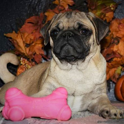 Rosie/Pug/Female/23 Weeks Rosie/Pug/Female/23 Weeks,From the moment Rosie jumps into your arms, she will be sure to snuggle right into your heart and never leave. This little girl is truly one of a kind and she hopes to find a family that is just as special as she is. Whether playing all day or cuddling with the family, Rosie promises to be your most loyal and loving companion. Don't miss out on making this wonderful girl part of your family!