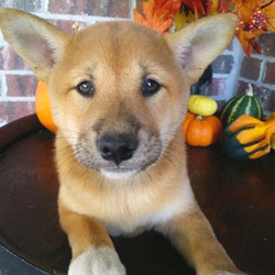 Rayna/Shiba Inu/Female/14 Weeks,Meet Rayna. She is sure to be the star of your home. She has a great look, so she will be sure to turn heads. Rayna is quite the lover too, so be ready to be showered in puppy kisses because she is not afraid to give them out! Whether snuggling up on the couch or romping around out in the yard, you'll always love having this sweetheart by your side. Rayna can't wait to shower you with puppy love, so hurry! Don't miss out on the pup of a lifetime!